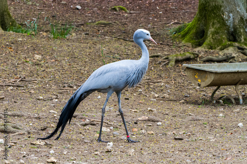 The blue crane (Grus paradisea), also known as the Stanley crane and the paradise crane