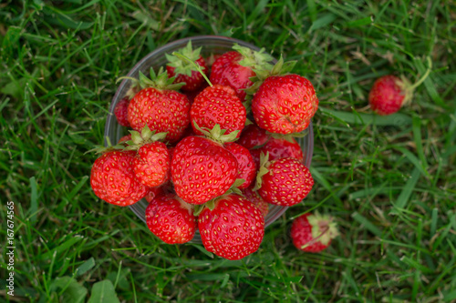 Top view of a bowl of fresh  strawberries on a grass in a summer garden