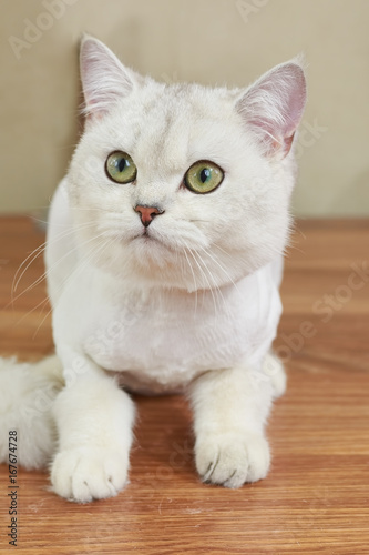 British shorthair cat close up. White cat with green eyes.