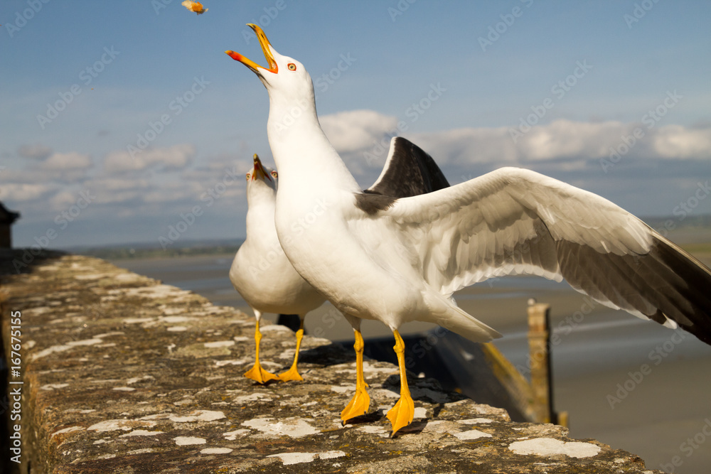 Obraz premium Gulls or seagulls are seabirds of the family Laridae in the suborder Lari at Le Mont-Saint-Michel