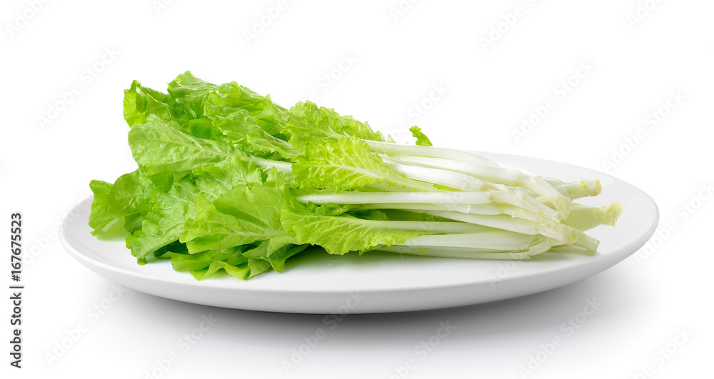 lettuce in a plate isolated on a white background lettuce in a plate isolated on a white background
