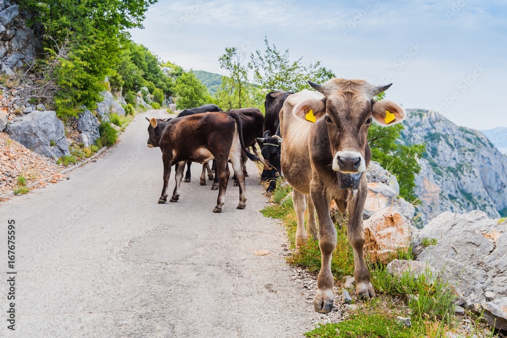 Cows on mountain road.