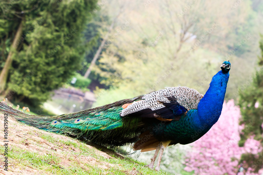 The Indian peafowl or blue peafowl (Pavo cristatus) The Indian peafowl or blue peafowl (Pavo cristatus)