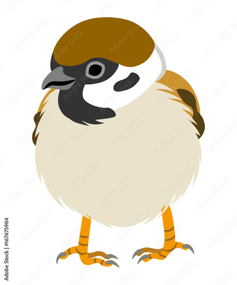 Obraz premium Sparrow Front Japanese Sparrow Illustration-Front view
