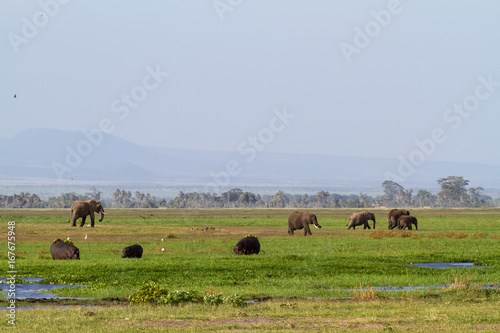 Elephants and hippos in the swamp of Amboseli. Kenya