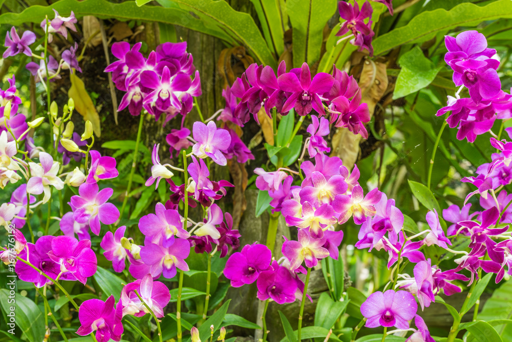 Purple orchid flowers orchid flowers
