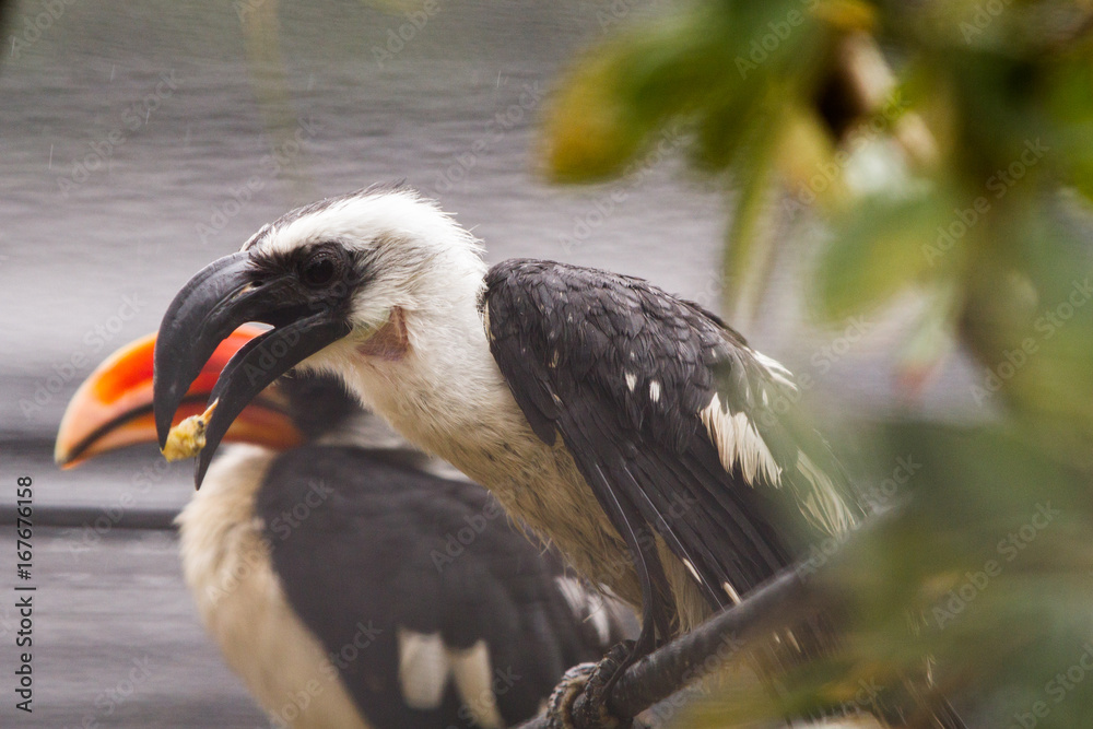 Close-up of black and red beak toucans (family Ramphastidae) in the rain Close-up of black and red beak toucans (family Ramphastidae) in the rain