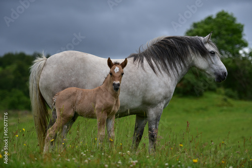 Foal and mother.