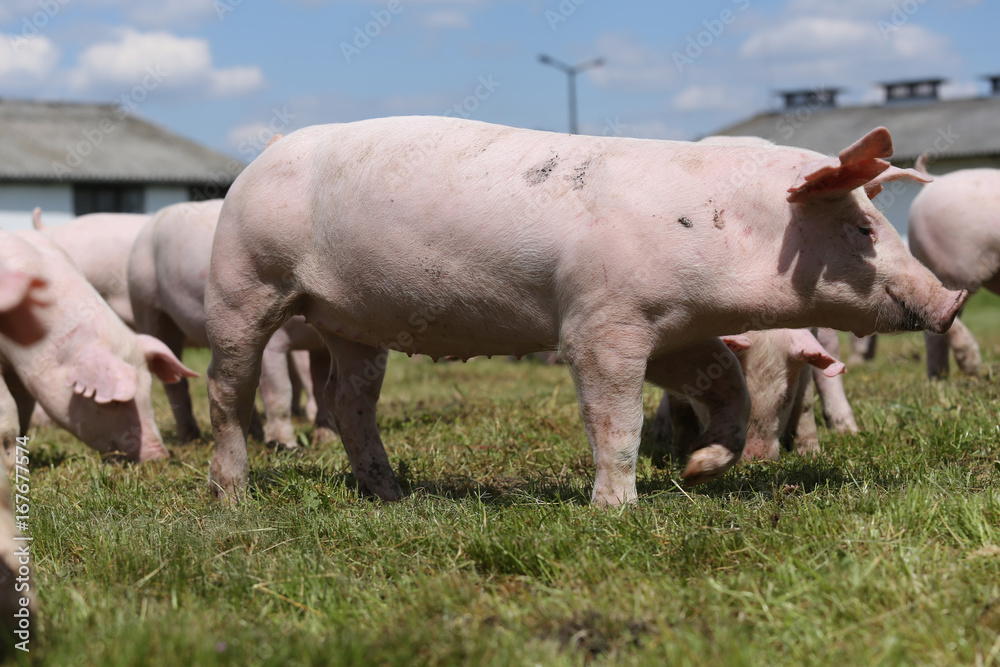 Group of small pigs eating fresh green grass on the meadow Group of small pigs eating fresh green grass on the meadow