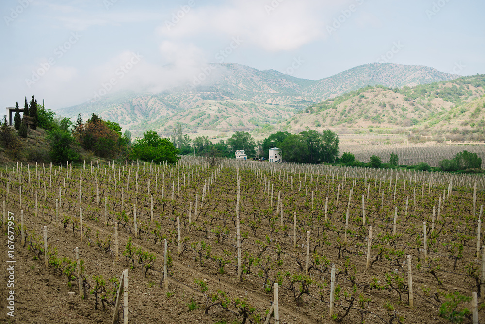 Vineyards in the Crimea