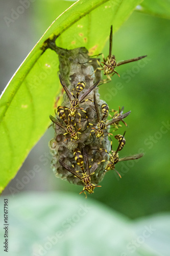 Image of an Apache Wasp (Polistes apachus) and wasp nest on nature background. Insect Animal photo