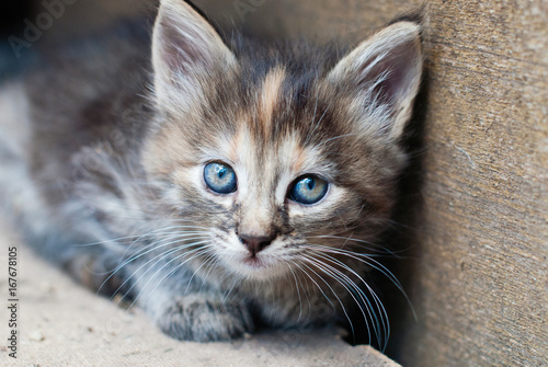 Little Kitten outdoor - Portrait of cute Cat