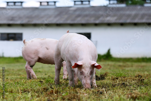 Pigs farming raising breeding in animal farm rural scene