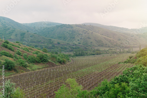 Vineyards in the Crimea