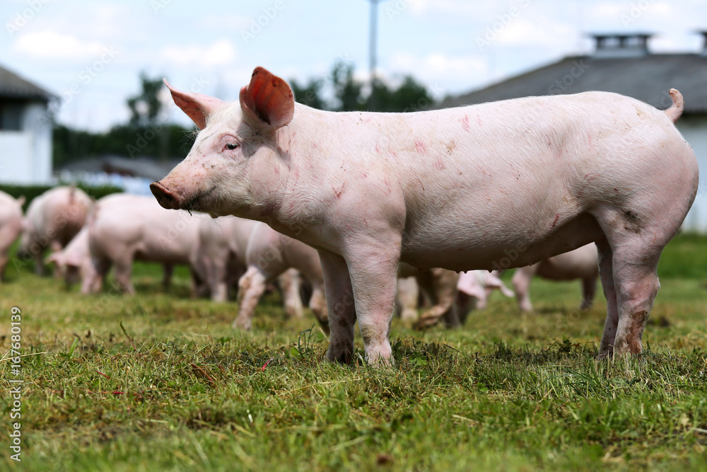 Side view shot of a young pink piglet on animal farm summertime Side view shot of a young pink piglet on animal farm summertime