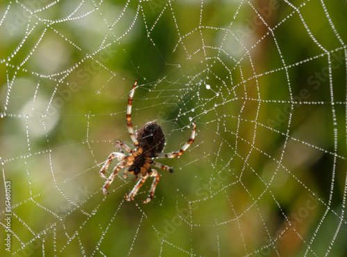 Spider in the web in the morning