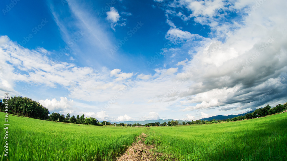 Yong rice field under white clouds and blue sky with lens fish eye. Yong rice field under white clouds and blue sky with lens fish eye.