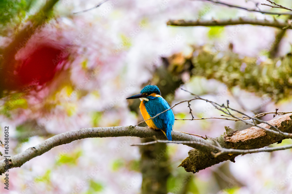 Fototapeta premium The kingfisher.The background is cherry blossoms. The shooting place is Kamakura city Kanagawa prefecture Japan.