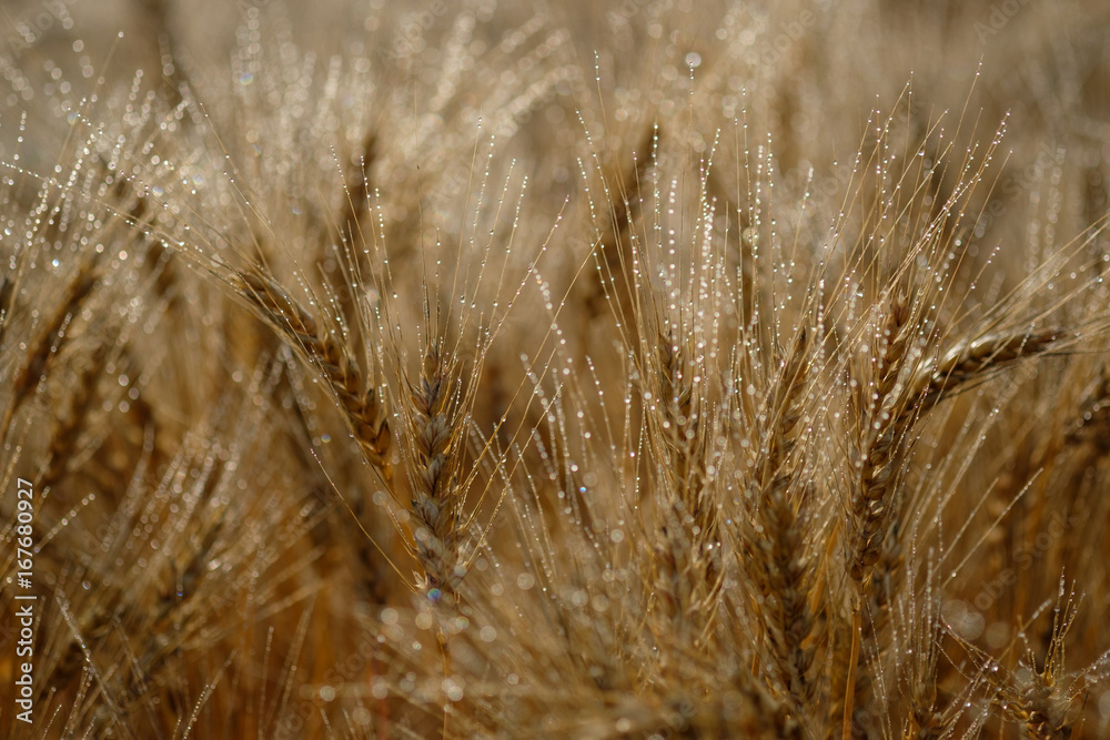 Fototapeta premium ears of wheat with dew drops