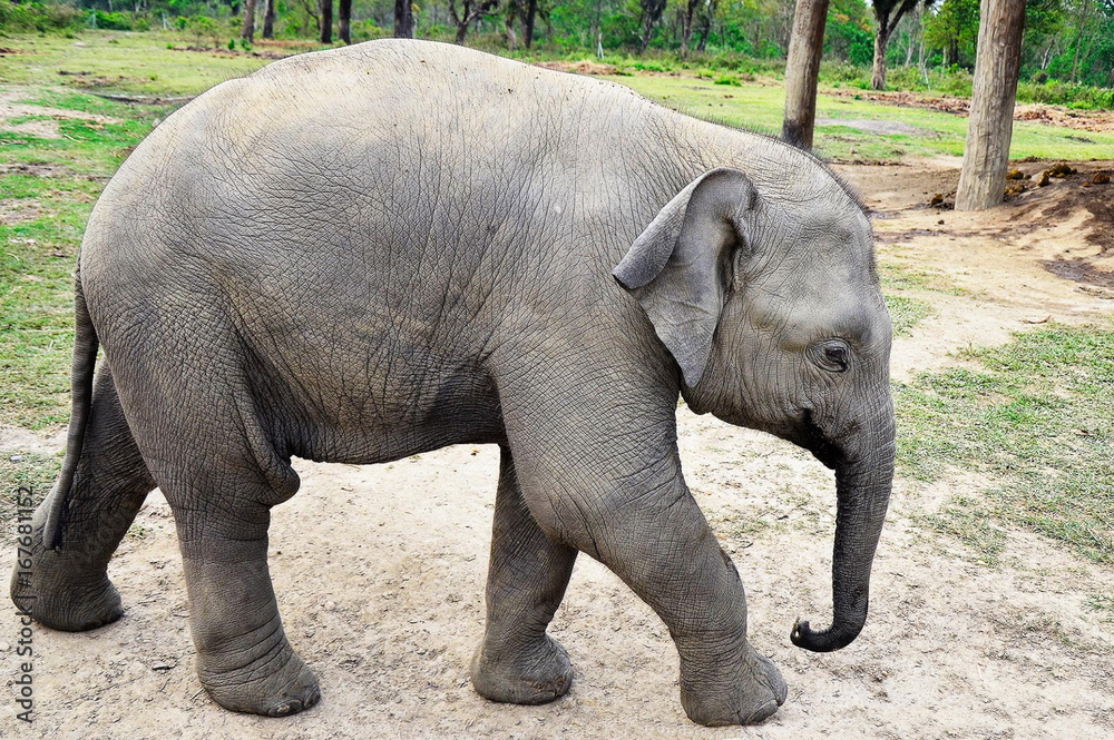 Fototapeta premium Baby Elephant