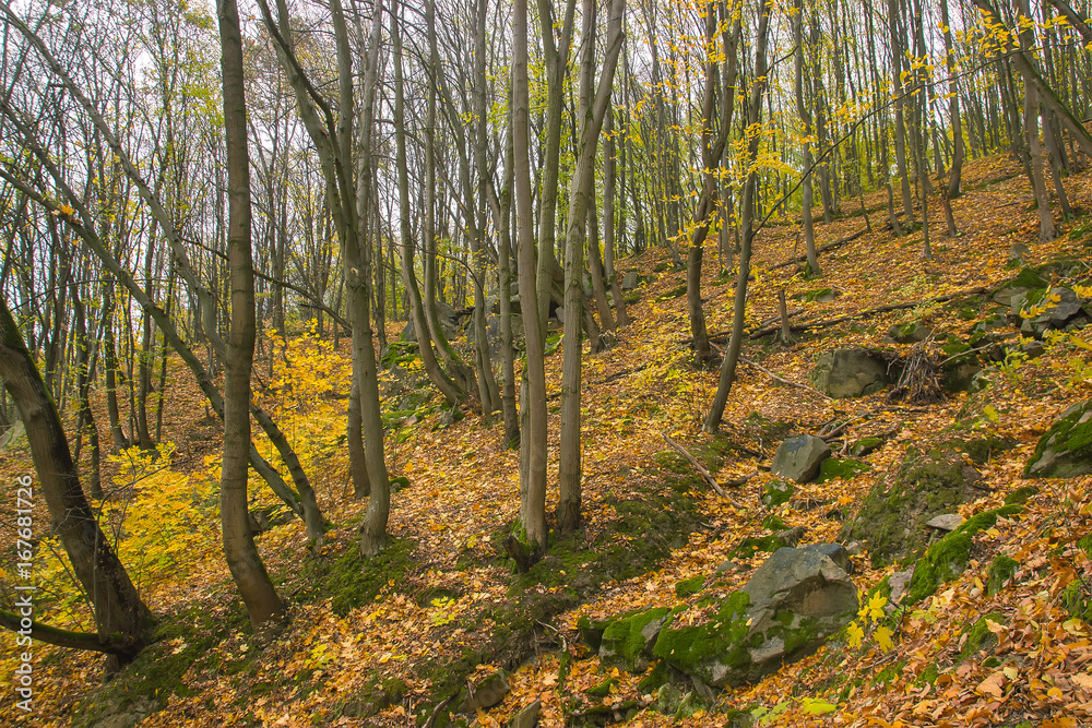 Landscape of rural road under the trees