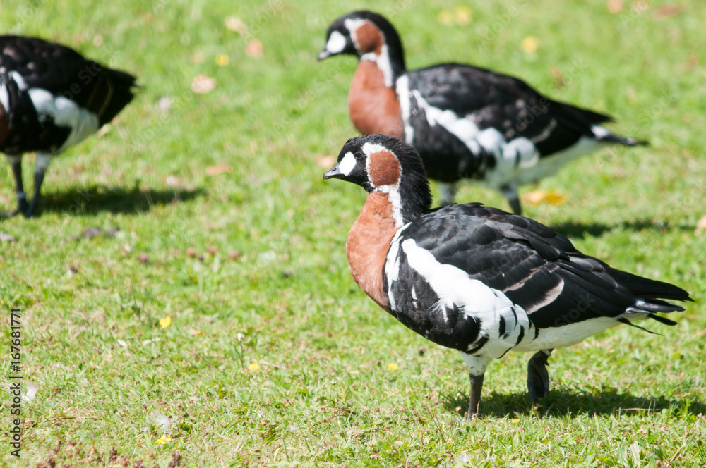 White faced whistling ducks White faced whistling ducks