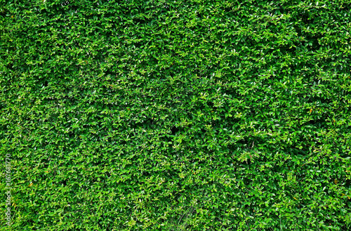 The Garden's Wall Covered with Vibrant Green Tropical Plants Foliage, Bangkok, Thailand 