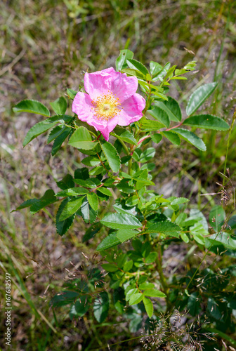 A nice rosa rubiginosa  also known as briar rose  dog-rose  sweet briar  sweetbriar rose  sweet brier  rose hip  or  eglantine  under the warm spring sun  in Kiev  Ukraine