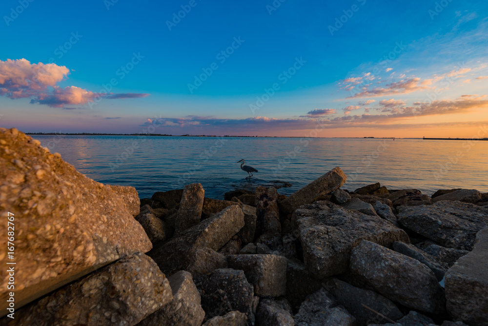 Great Blue Heron fishing at sunset in ocean near jetties