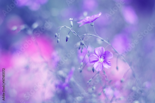 Purple flowers on linen colored background. Art image of wild flowers. Selective soft focus