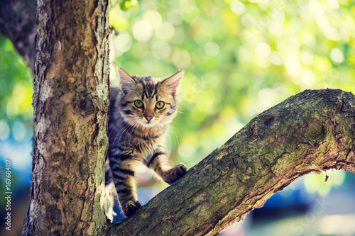 Fototapeta Naklejka Na Ścianę i Meble -  Cute little kitten sitting on a tree branch in the garden