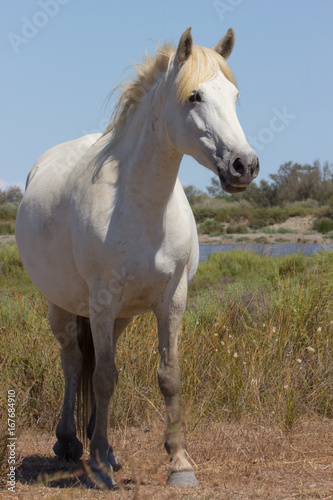 Cavallo bianco in Camargue
