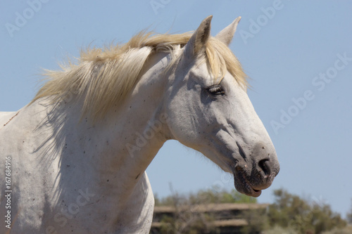 Cavallo bianco in Camargue © Lunipa