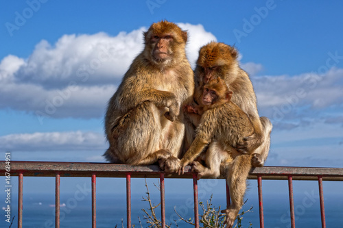 Gibraltar's World Famous "Barbary Apes" © Neil