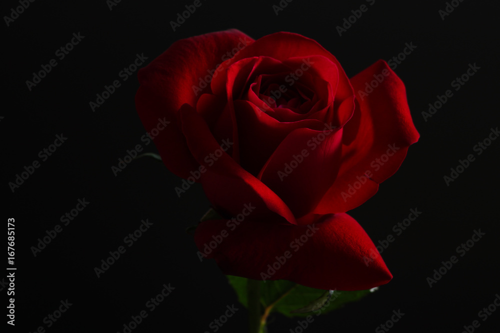 Red rose on black background. Red rose on black background.