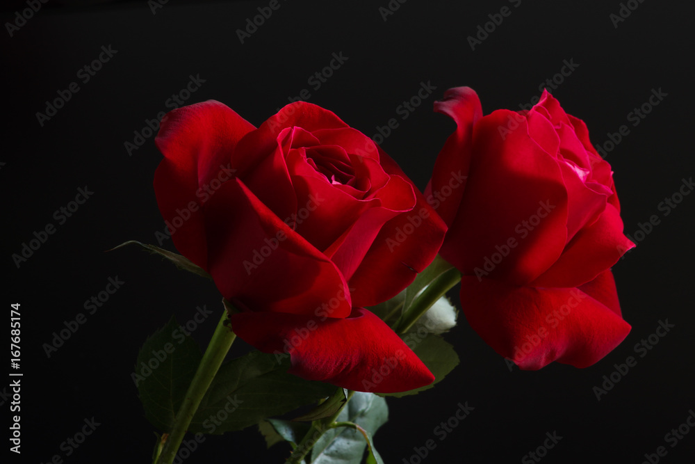 Two Red Roses Images