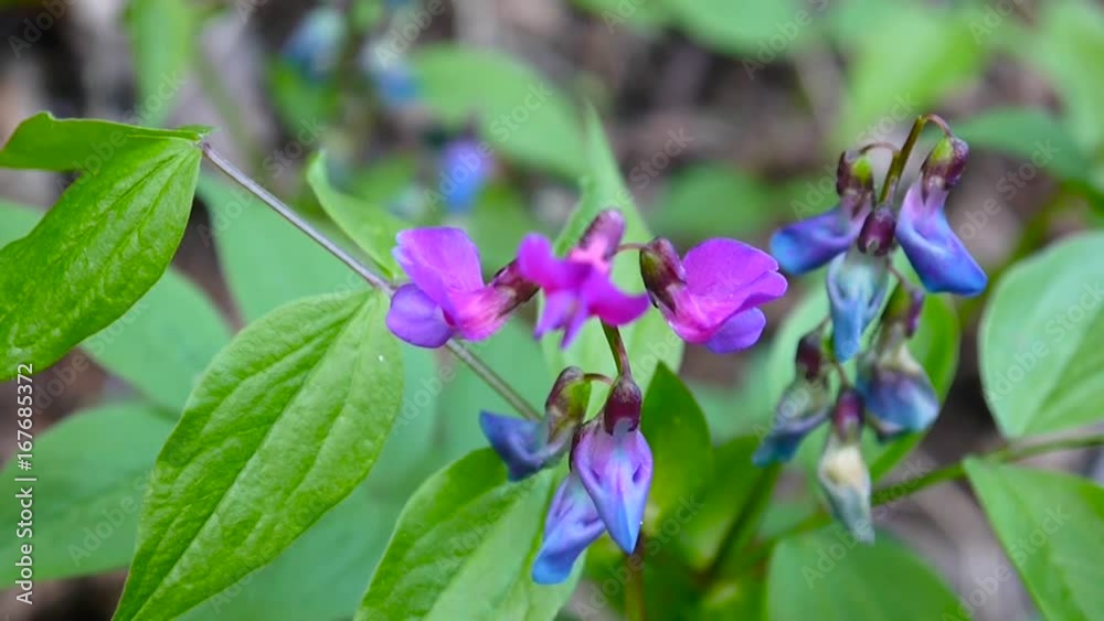 Lathyrus vernus purple flower in the shade in spring forest. Shooting static camera. Light wind. Lathyrus vernus purple flower in the shade in spring forest. Shooting static camera. Light wind.