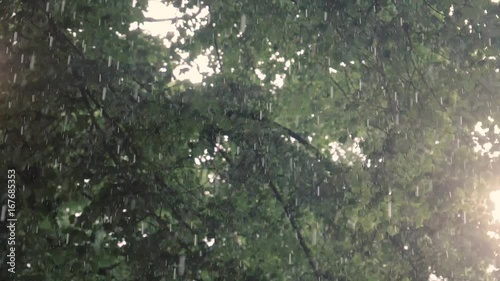 Golden beautiful rainy summer day rain and sun heavy rainfall rain showers falling from sky sun flickering through trees slow motion