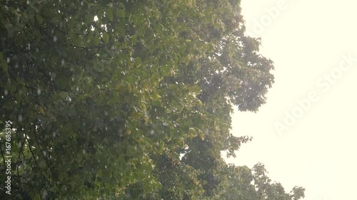 Rainy summer day overcast sky rain and sun heavy rainfall rain showers falling from sky trees slow motion