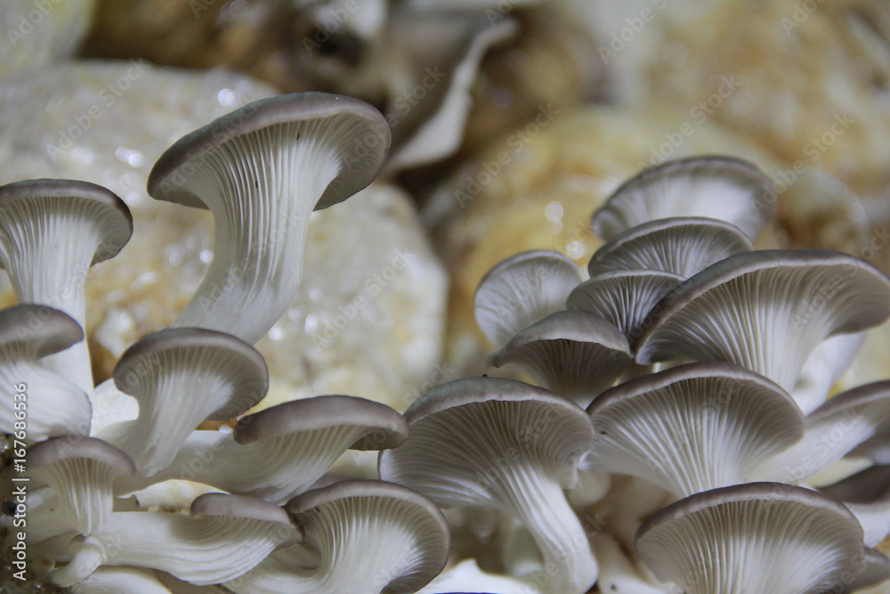 Mushroom cultivation in the nursery Mushrooms are naturally occurring plants that are beneficial to the body and can be eaten. Mushroom cultivation in the nursery Mushrooms are naturally occurring plants that are beneficial to the body and can be eaten.