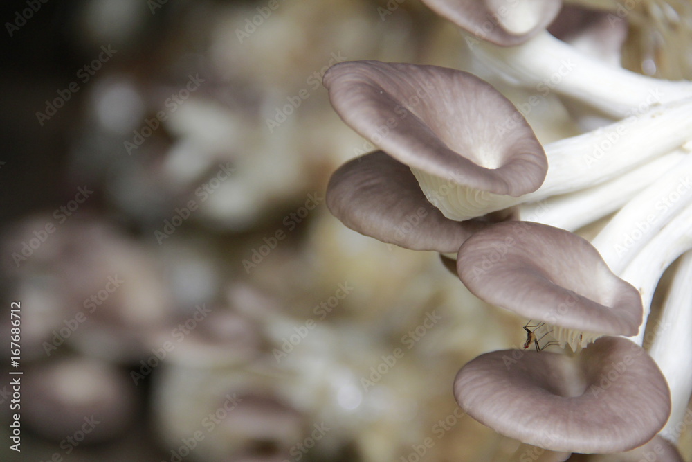 Φωτογραφία Mushroom cultivation in the nursery Mushrooms are naturally occurring plants that are beneficial to the body and can be eaten