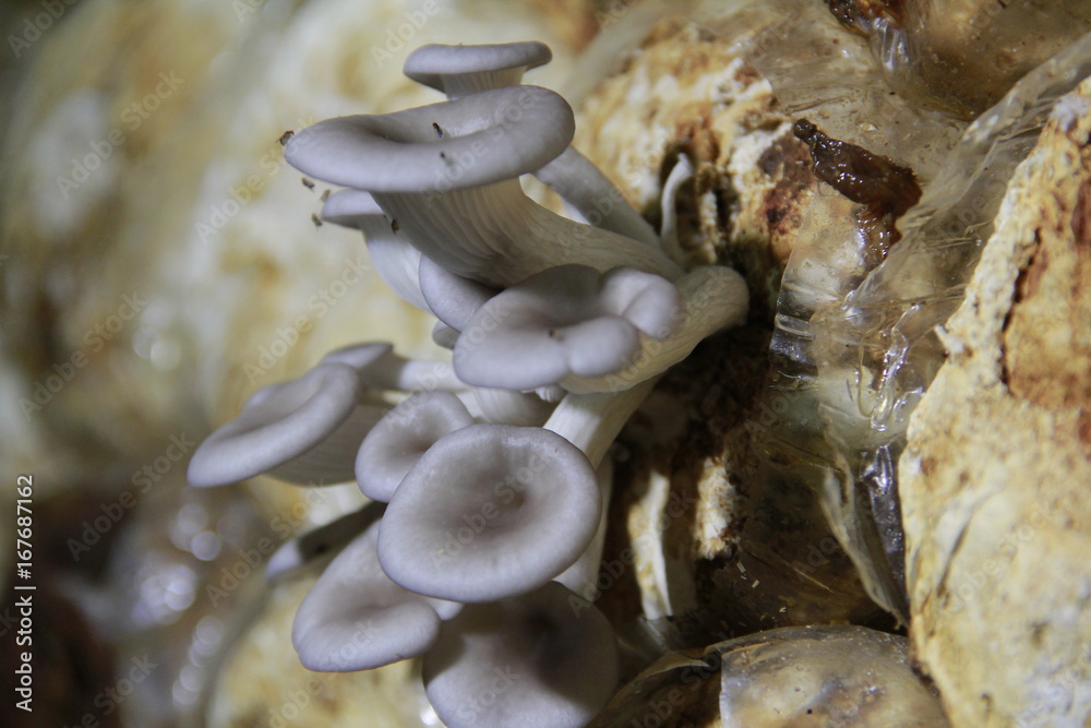 Mushroom cultivation in the nursery Mushrooms are naturally occurring plants that are beneficial to the body and can be eaten.