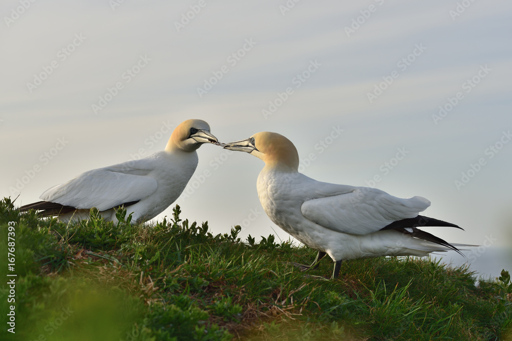 Obraz premium Fighting northern gannets (Morus bassanus) seabirds in the cliff of Helgoland island with one fearher in their beaks