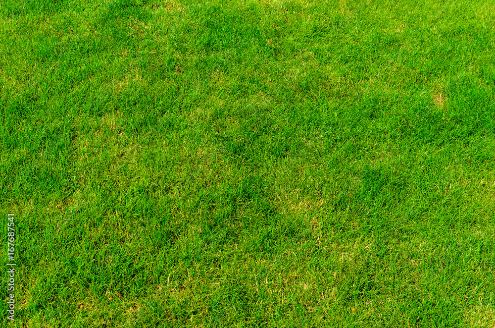 Background of the green grass Background of the green grass