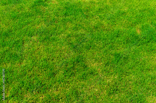 Background of the green grass