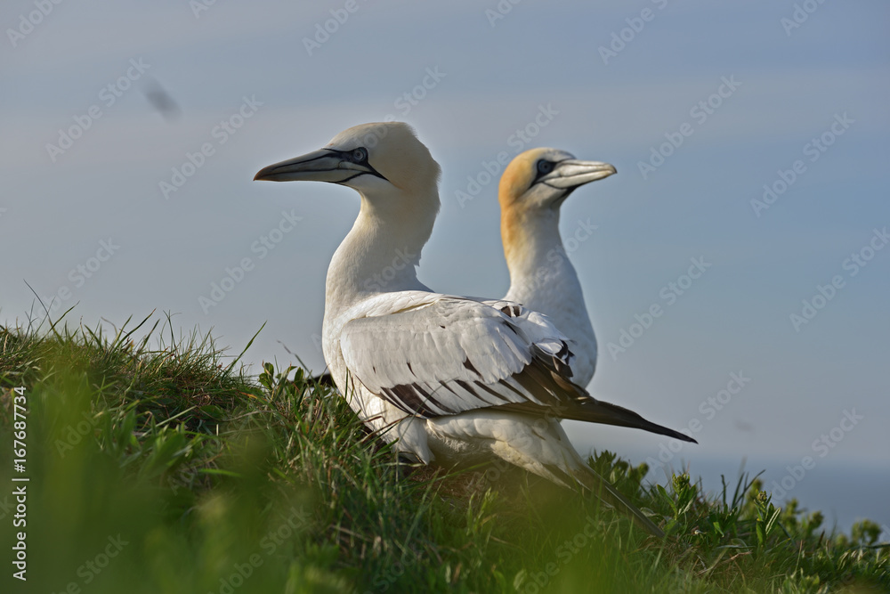 The northern gannet (Morus bassanus) seabird in the cliff of Helgoland island The northern gannet (Morus bassanus) seabird in the cliff of Helgoland island
