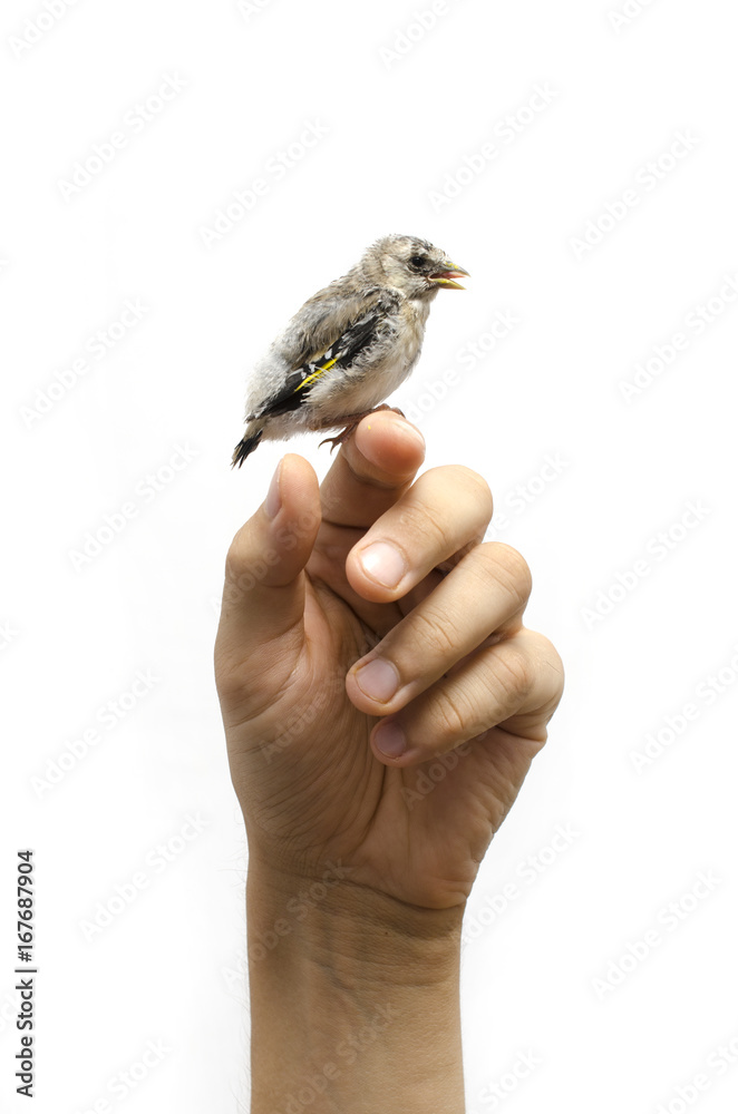 Fototapeta premium little bird sitting on finger, isolated on white