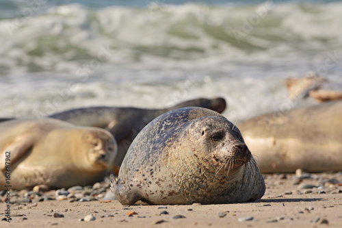 The harbor (or harbour) seal (Phoca vitulina), also known as the common seal in the white sand beach on the Düne island near Helgoland island in east Germany