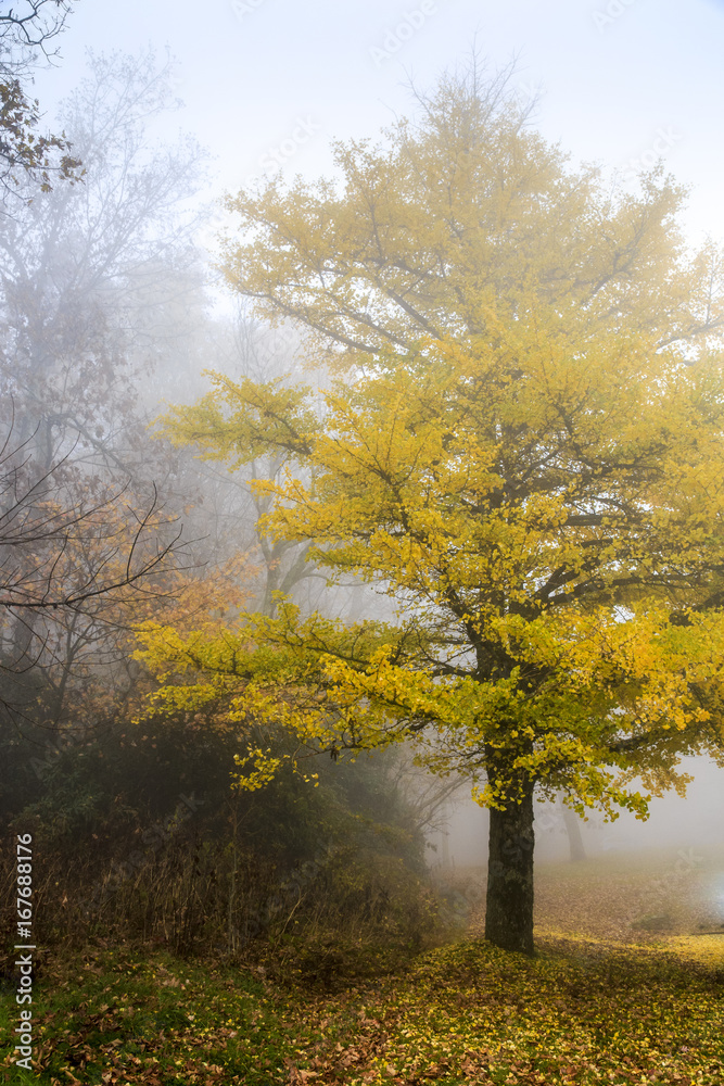 foggy tree in fall colors