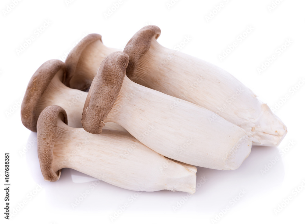 King oyster mushroom Pleurotus eryngii on white background King oyster mushroom Pleurotus eryngii on white background